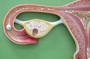 progestérone cycle menstruel phase lutéale